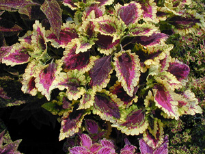 Variegated purple and yellow-green foliage of Coleus